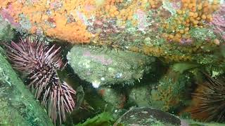 Finding a pinto abalone in Washington State kelp forest