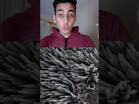 خفايا الجهاز التنفسي الاهداب