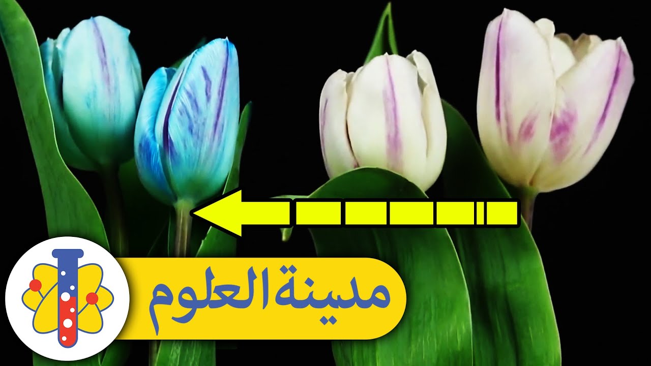 LAB 360 Arabic | تجارب سهلة لتجربتها في المنزل | قم بتغيير لون الزهرة بهذه الخدعة