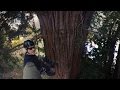 Climbing the Redwoods (360° Video) | Fight for the Forests #2 | TakePart