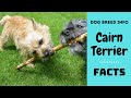 Cairn terrier dog breed. All breed characteristics and facts about Cairn Terrier dogs