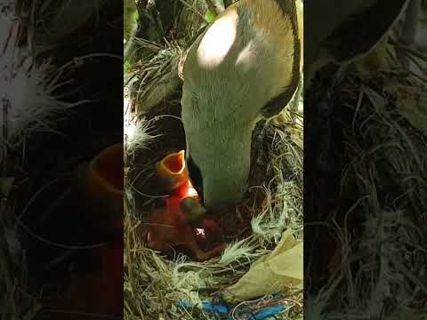Feeding time fun long tailed mom and babies (p2)#viral #trending #shorts #short