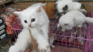 السبت ٢١ اغسطس ٢٠٢١ أجمل قطط شيرازي للبيع في محل كوكتيل بدمنهور للتواصل ٠١١٤٠٨٠٧٠٦٠