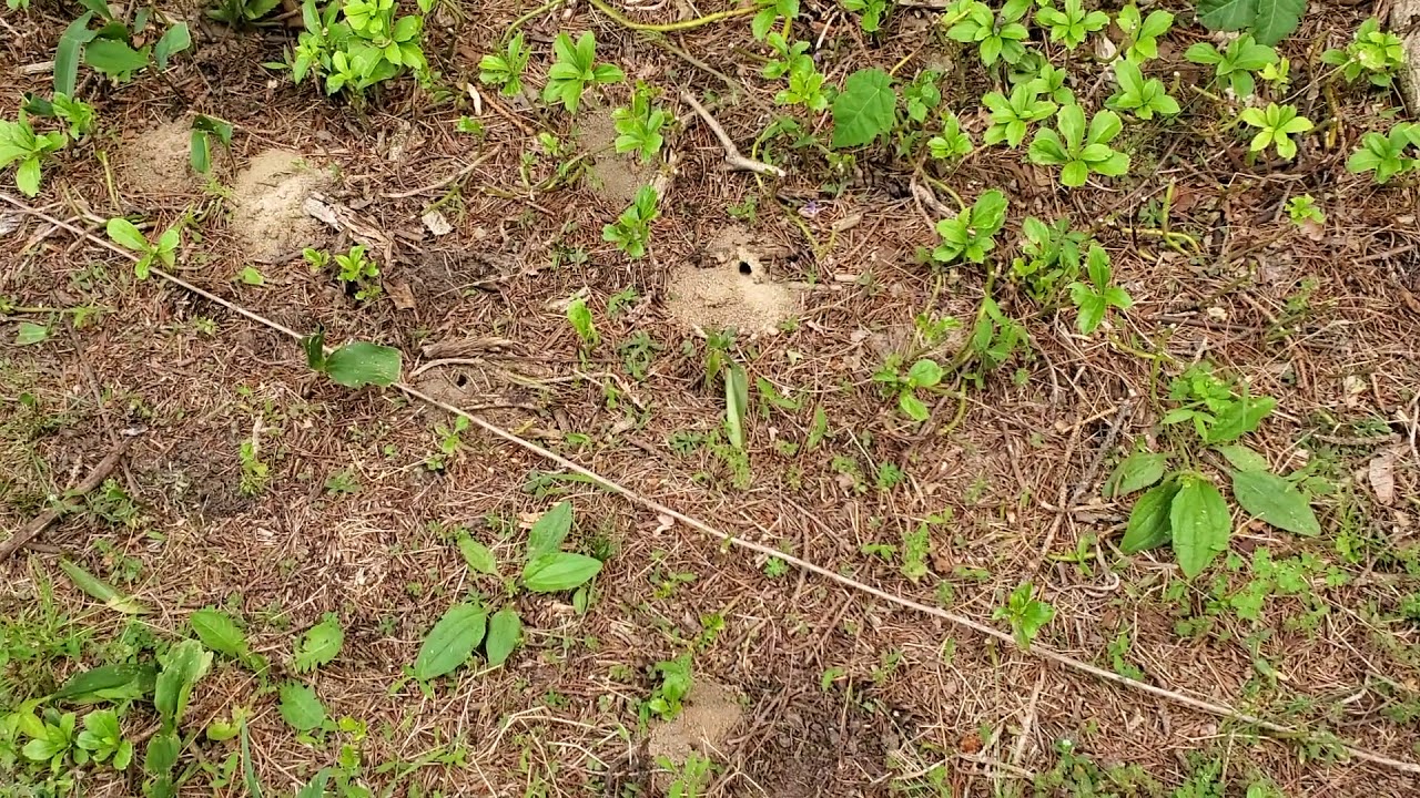 Digger Bees Destroying Yard in Manalapan, NJ