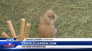 Grange Garden offers a unique concept of florals, coffee, and bunnies in Solana Beach