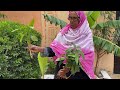 How To Start A Garden In Hargeisa Somaliland 2021 Abqaalka Dhirta Tips With Hoyo How To Start A Garden In Hargeisa Somaliland 2021 Abqaalka Dhirta Tips With Hoyo