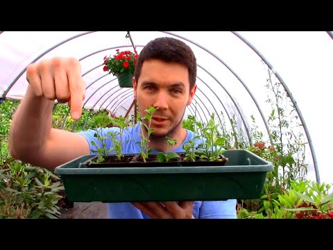 Video: Hvordan Man Dykker Ampel Petunia Kimplanter