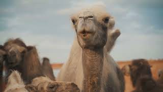 7 Mind Blowing Facts About Camels You Didn’t Know!