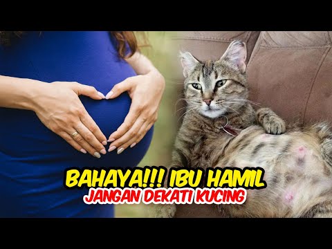 BAHAYA!! IBU HAMIL JANGAN DEKATI KUCING