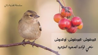 البردقوش - المردقوش - أو الدوش ماهي فوائده الصحيه العلاجيه