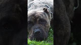 ¿Por qué crearon el Presa canario?