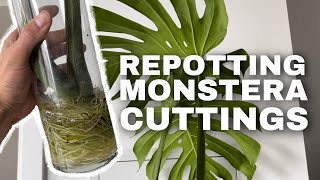 Propagating Monstera Deliciosa | Repotting my cuttings!