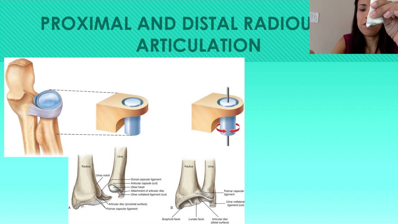6 the forearm ulna and radius proximal and distal radioulnar radioulnar joint