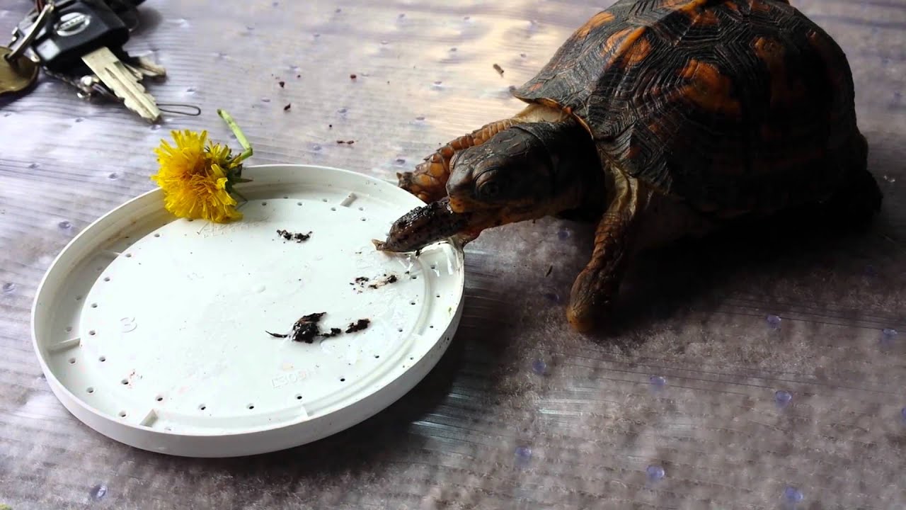 Easteren Box Turtle Eating Slugs Youtube
