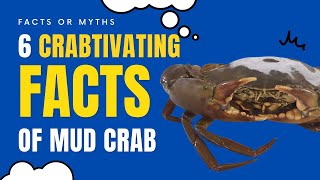 ENG & MALAY SUB) 6 Fun Facts about Mud Crabs you Have to Know!! screenshot 3