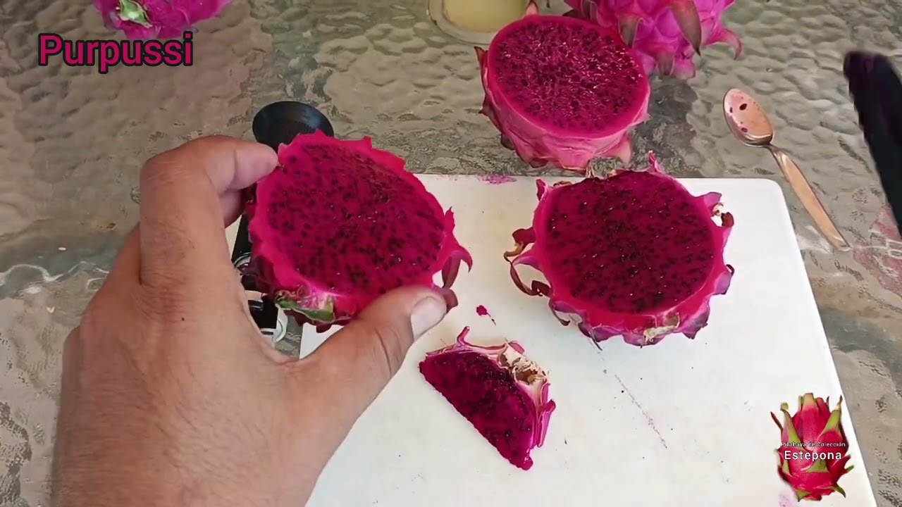 Probando frutas por primera vez, purpusi, hibridun, golden Isis y medimos sus grados brix