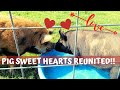 BAD ROMANCE?! DISTANCE MAKE THE HEART GROW FONDER? Reuniting our KUNEKUNE PIGS after TIME APART!