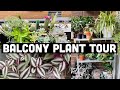 BALCONY PLANT TOUR | OUTDOOR PLANT COLLECTION