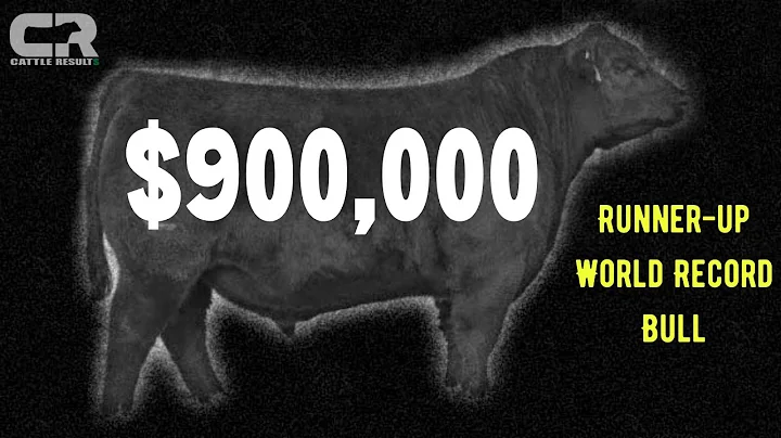 $900,000 BULL RUNNER-UP WORLD RECORD BLACK ANGUS S...