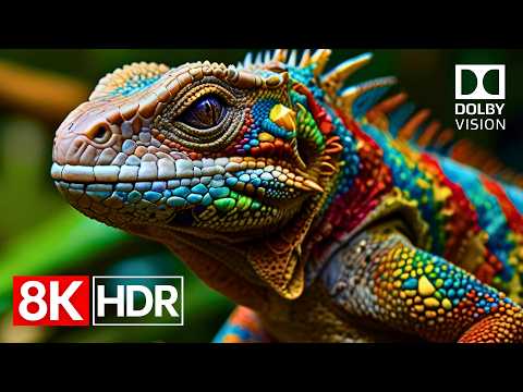 Breathtaking HDR Colors in 8K Dolby Vision 60fps | 8K Video Ultra HD