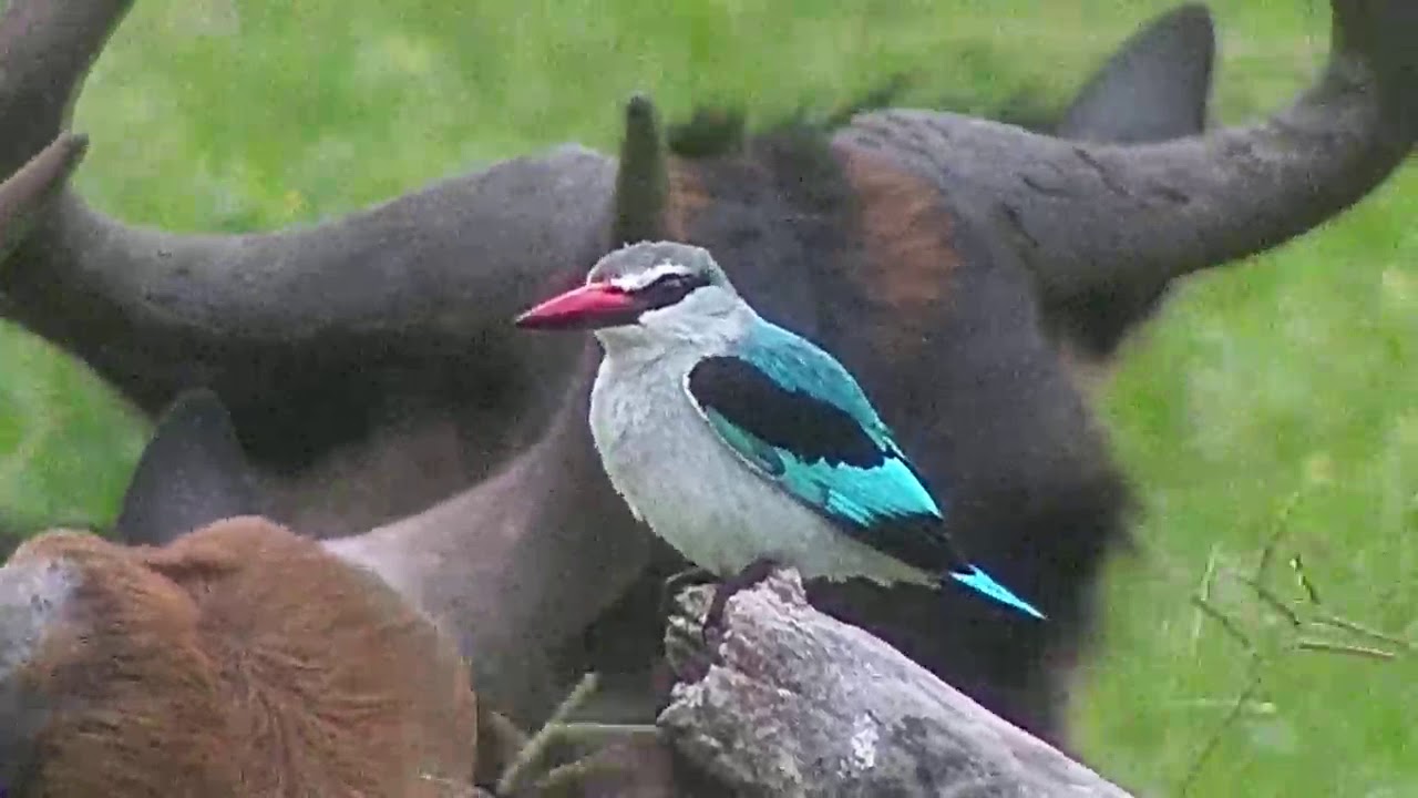 Djuma: Woodland Kingfisher watching Wildebeests and Impalas - 07:33