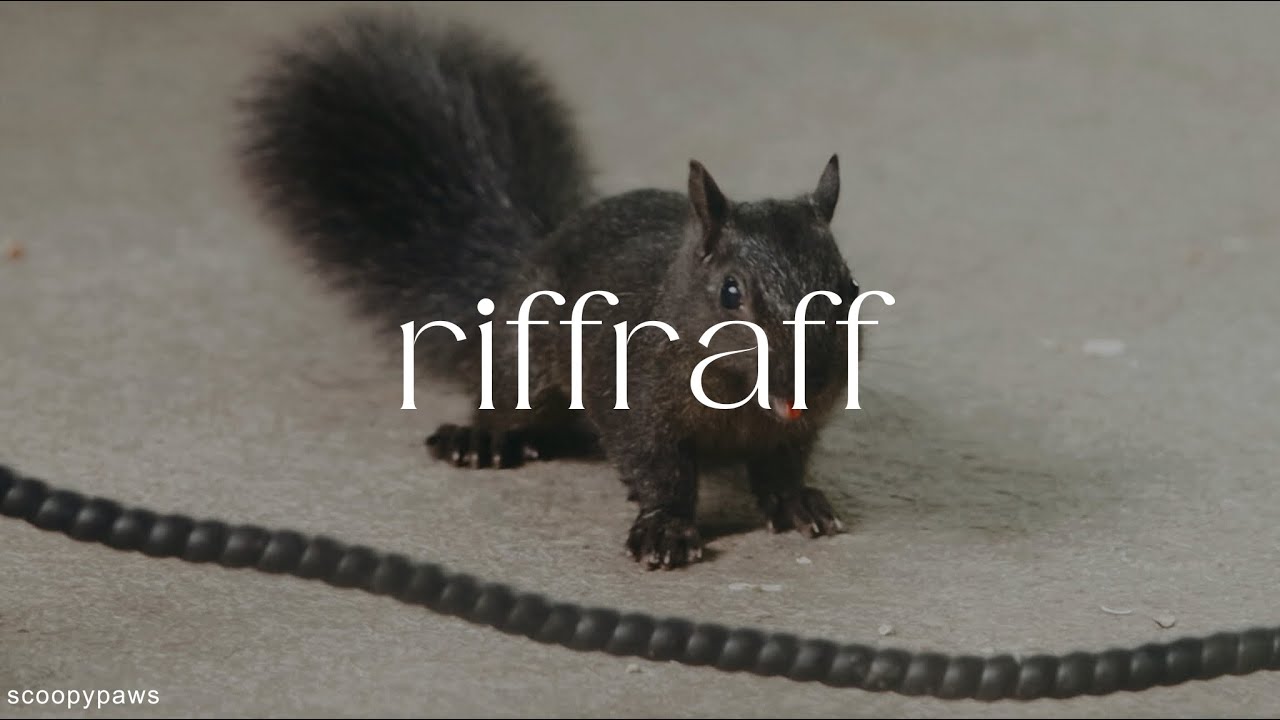 sleepy baby squirrel yawning YouTube