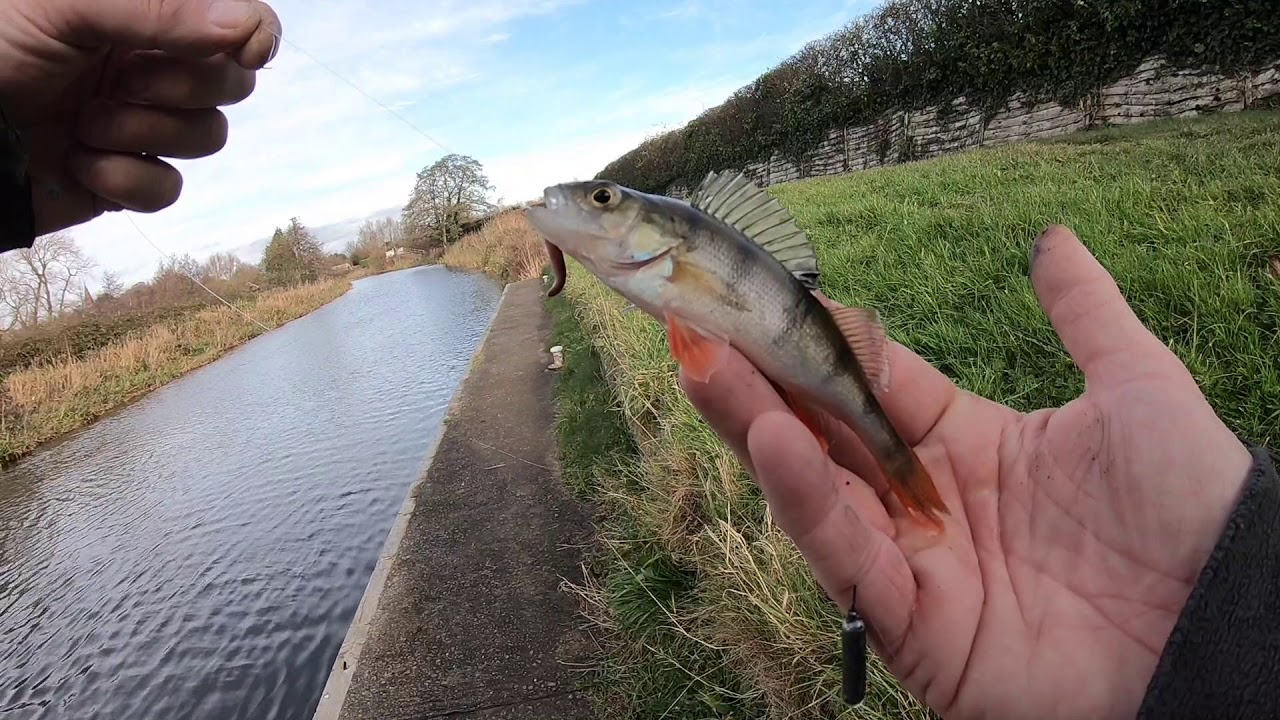 UK Pike and Perch Canal Lure & Dropshot Fishing, November 2020 YouTube