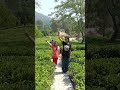 passinho do jamal #love #newsong #music #song #uttarakhand #tea garden