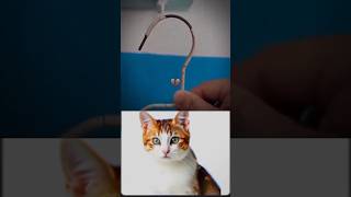 Cat Shorts Funny 😂😂😂#viral #Video #Funkis #fails #memes #short