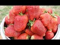 🍓🍓🍓Клубника АЛЬБА и АЗИЯ,оптовая торговля, шикарный транспортабельный сорт.Рассада уса в наличии.