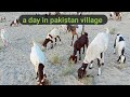 goat farming vlog l A day in pakistan village l farming in pakistan punjab l amazing village life
