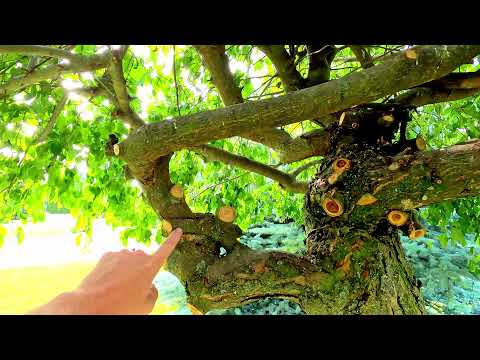 Video: Pruning Weeping Crabapple Trees