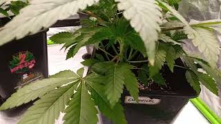 kkfarming//Seedstockers update der Kleinen Pflanzen,.sie sind super gewachsen/top top top🧡/Cannabis