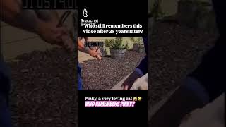 Who remembers Pinky the Cat from 25 Years Ago? #AnimalShelter #Pinky #TrentBedding #cat #Catvideos