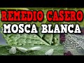 ELIMINAR en solo 5 MINUTOS PLAGA de Mosca Blanca | Remedio CASERO Ecológico