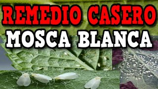 ELIMINAR en solo 5 MINUTOS PLAGA de Mosca Blanca | Remedio CASERO Ecológico