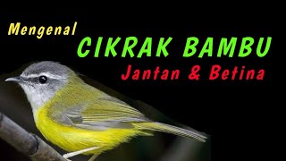 Mengenal CIKRAK BAMBU, membedakan Jantan - Betina