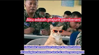 iniLah Mengapa kucing oren bar bar dan pemberani