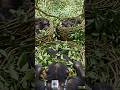 monkey survival