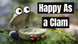 Why Are Clams so Happy? The Origin of the Idiom “HAPPY AS A CLAM” | Meaning and Origin