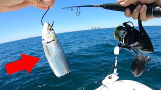 Using Big Cut Bait for Tasty Reef Fish
