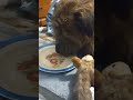 Happy Brownie Dog !