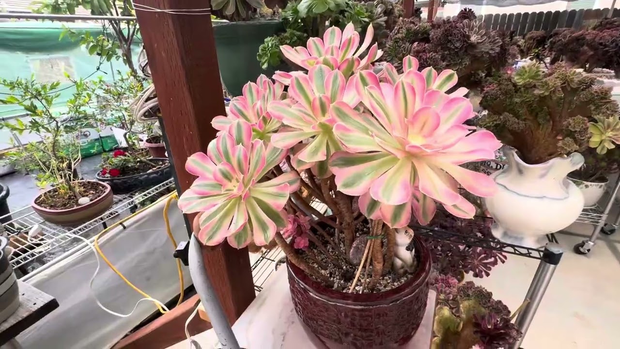 Succulents 24 dragon fruits and guava - Sen đá  Thanh Long và ổi nhà ngoại 