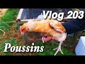 Les poussins peuvent aller dehors cest vraiment le printemps vlog 203