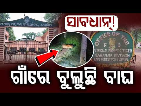 ଗାଁରେ ବୁଲୁଛି ବାଘ... | Tiger Terror In Karanjia | Man Animal Conflict | Odisha News | Argus News
