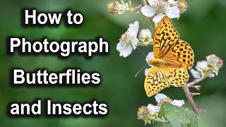 Macro Photography   Single Shot or Focus Stacking with the OM1mkII