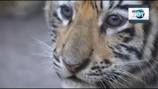 Nacen tres tigres de bengala en Zoológico La Aurora