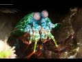 Морской рак-богомол (лат. Odontodactylus scyllarus)