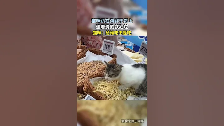 貓咪趴在海鮮乾貨上，逮著貴的就狂炫，貓咪：給誰吃不是吃！#shortvideo #shorts #萌寵 - 天天要聞