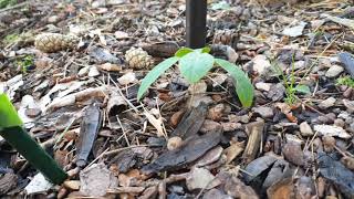 Quercus ilicifolia dub cesmínolistý